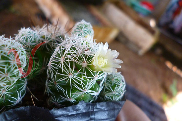 chọn cây cảnh theo phong thủy